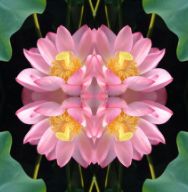 lotus