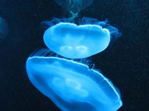 IMG_9698