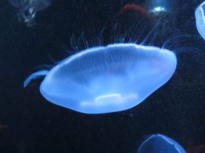 IMG_9701