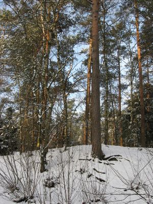 IMG_4274