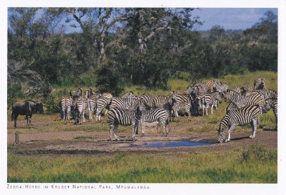 zebra